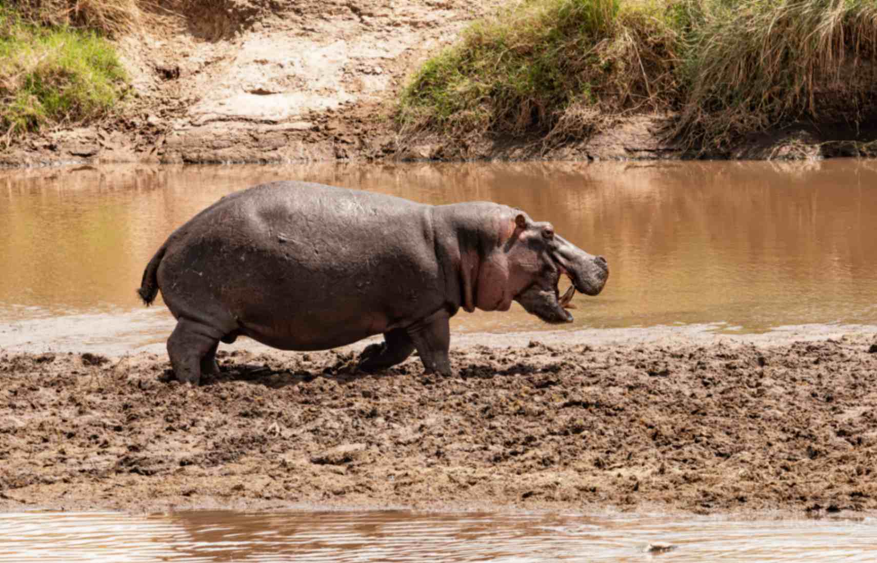 Hippos